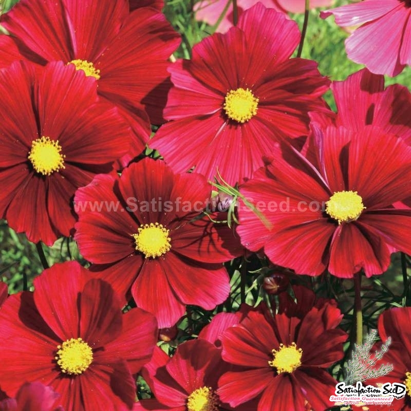 dazzler red cosmos seeds