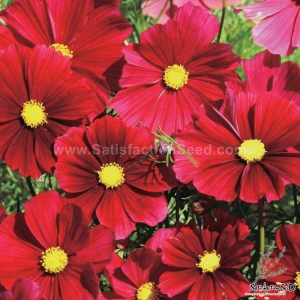 dazzler red cosmos seeds