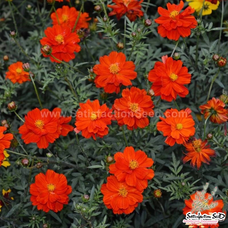 red cosmos sulphureus seeds