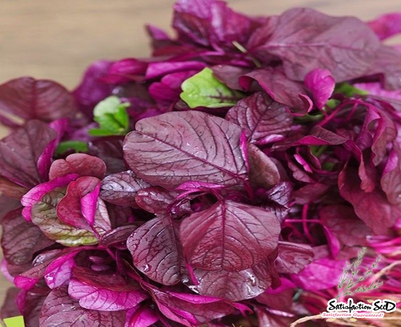 red edible amaranth chinese spinach seeds