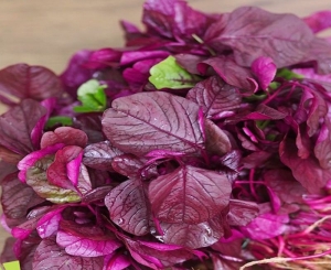 red edible amaranth chinese spinach seeds