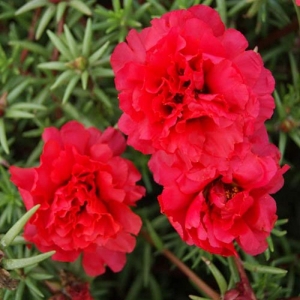 red extra double moss rose seeds