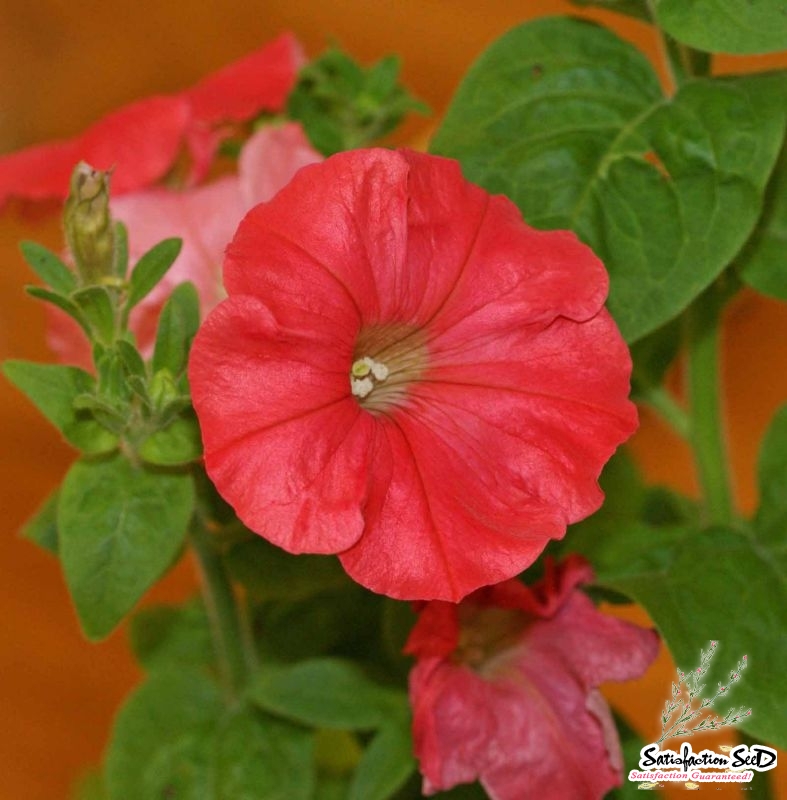 red fire chief petunia seeds