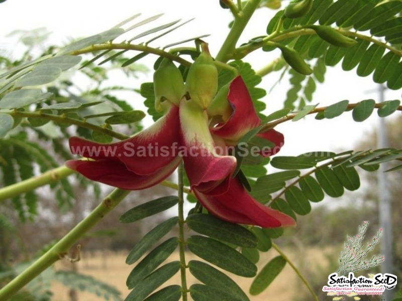 red flowered hummingbird tree seeds