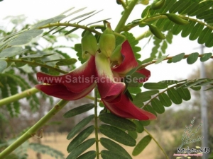 red flowered hummingbird tree seeds