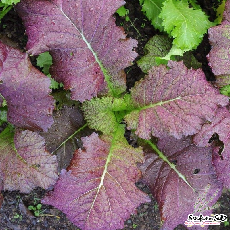 red giant mustard seeds