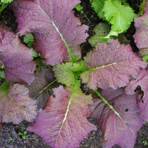 red giant mustard seeds