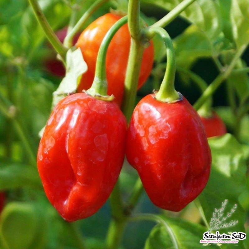 red habanero hot pepper seeds