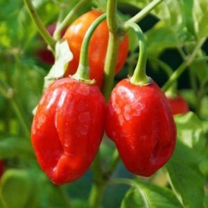 red habanero hot pepper seeds