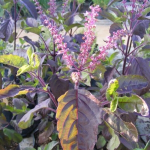 red holy basil seeds