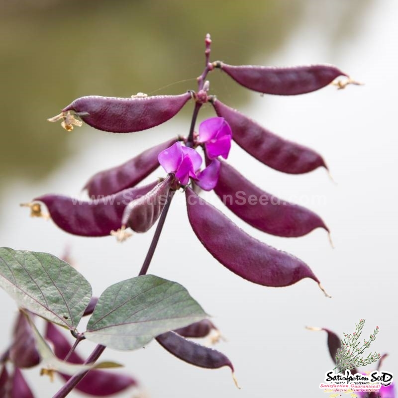 red hyacinth bean seeds