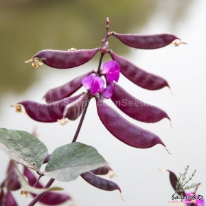 red hyacinth bean seeds