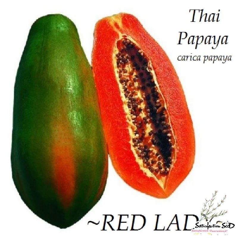 red lady f1 dwarf papaya seeds