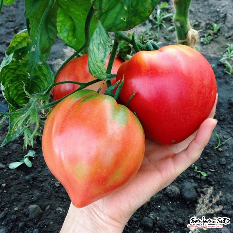 red oxheart tomato seeds