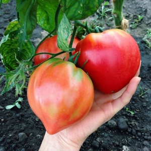 red oxheart tomato seeds