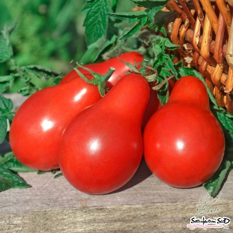 red pear tomato seeds