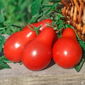red pear tomato seeds