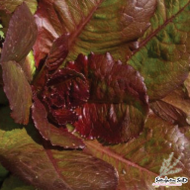 red romaine lettuce seeds