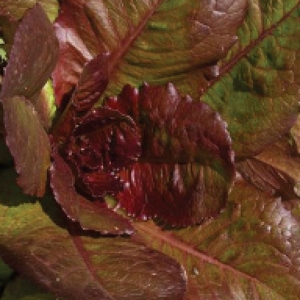 red romaine lettuce seeds