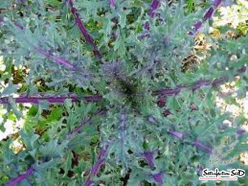 red russian kale seeds