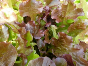red saladbowl lettuce seeds