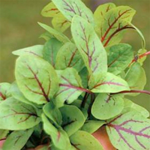 red veined sorrel seeds