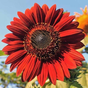 red velvet sunflower seeds