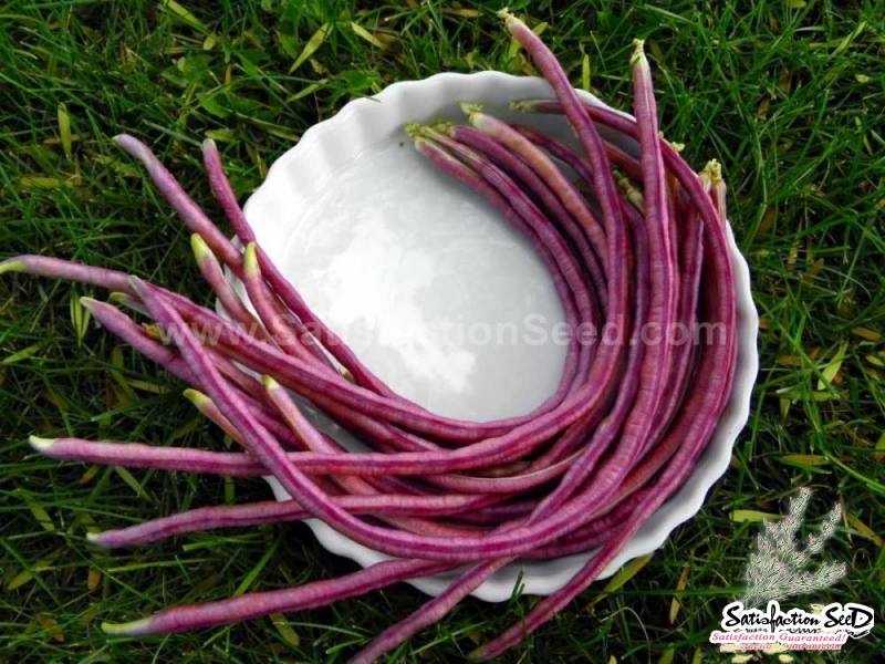 red yard long bean seeds