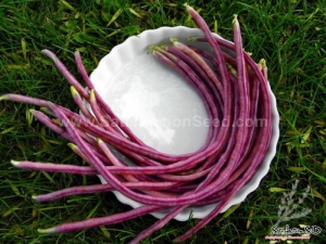 red yard long bean seeds