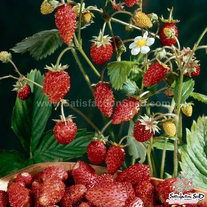 regina alpine strawberry seeds