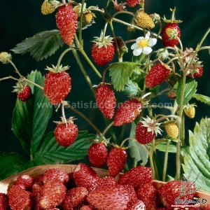 regina alpine strawberry seeds