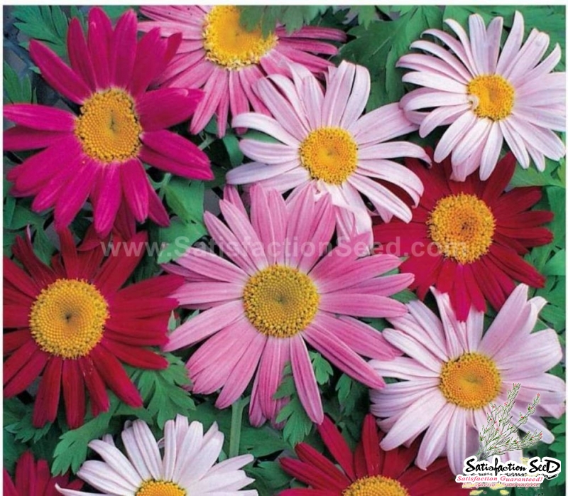 robinsons giants pyrethrum aster seeds