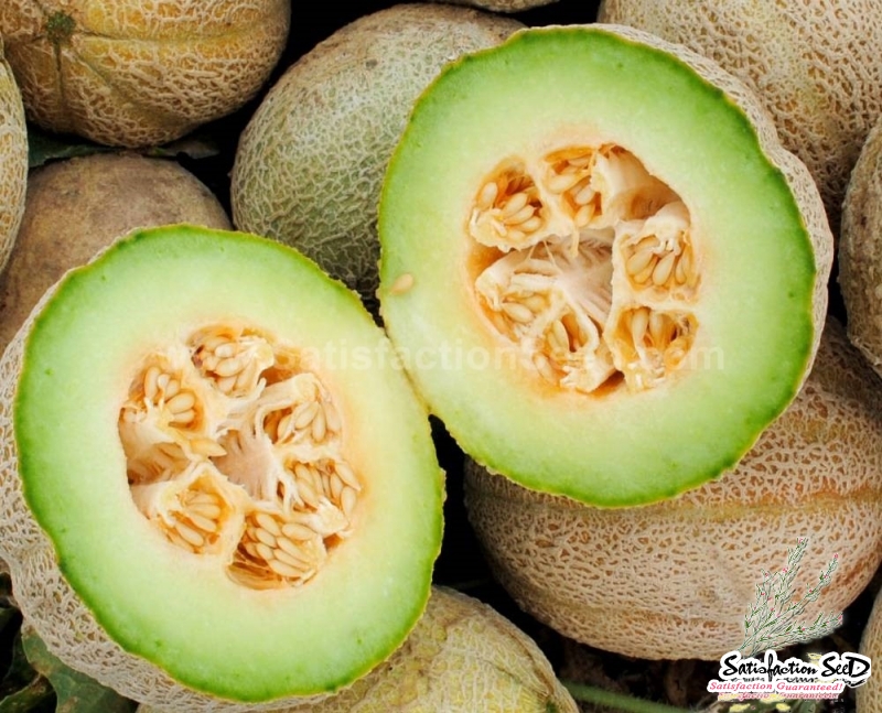 rocky ford melon seeds
