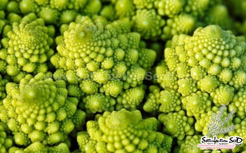 romanesco broccoli seeds