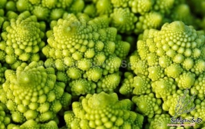 romanesco broccoli seeds