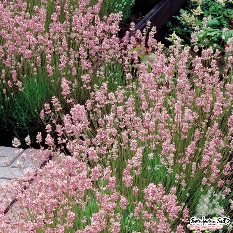 rosea lavender seeds