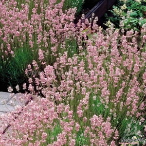 rosea lavender seeds