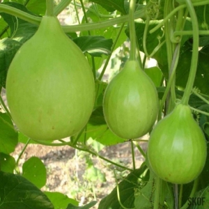 round gourd seeds