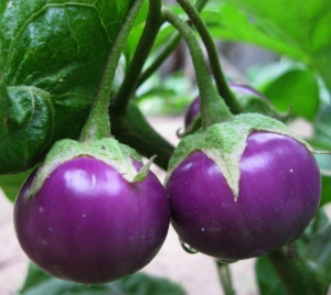 round japanese eggplant seeds