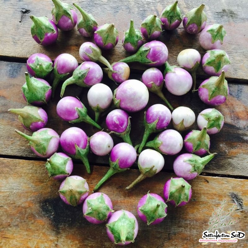 round mini purple african eggplant seeds