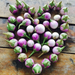 round mini purple african eggplant seeds
