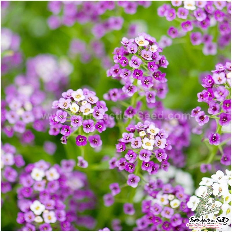 royal carpet alyssum seeds