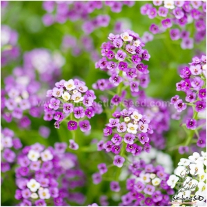 royal carpet alyssum seeds