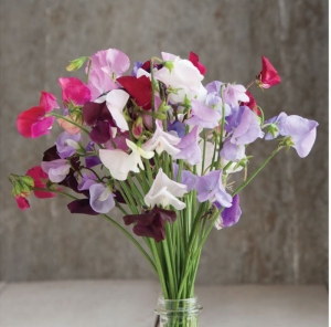 royal family mix sweet pea seeds
