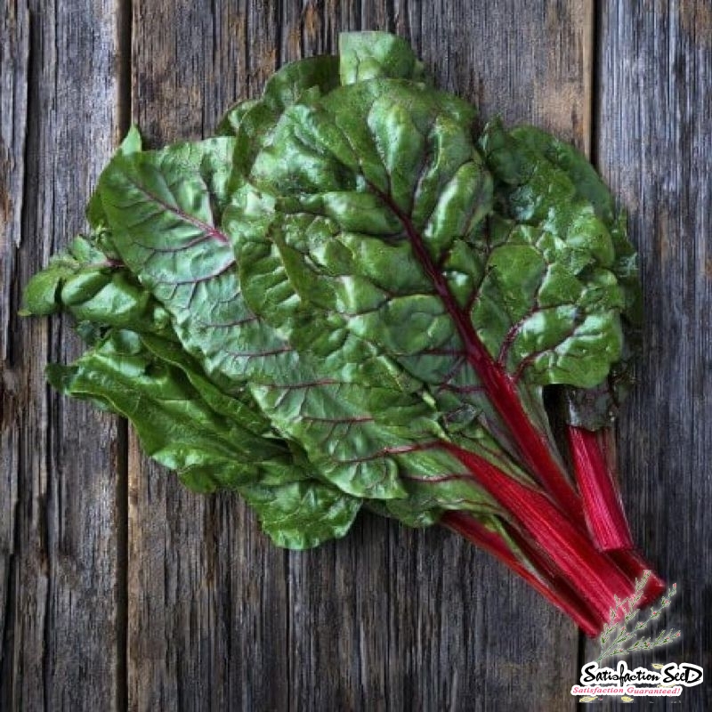 ruby red swiss chard seeds
