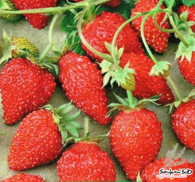 ruegen strawberry seeds