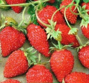 ruegen strawberry seeds