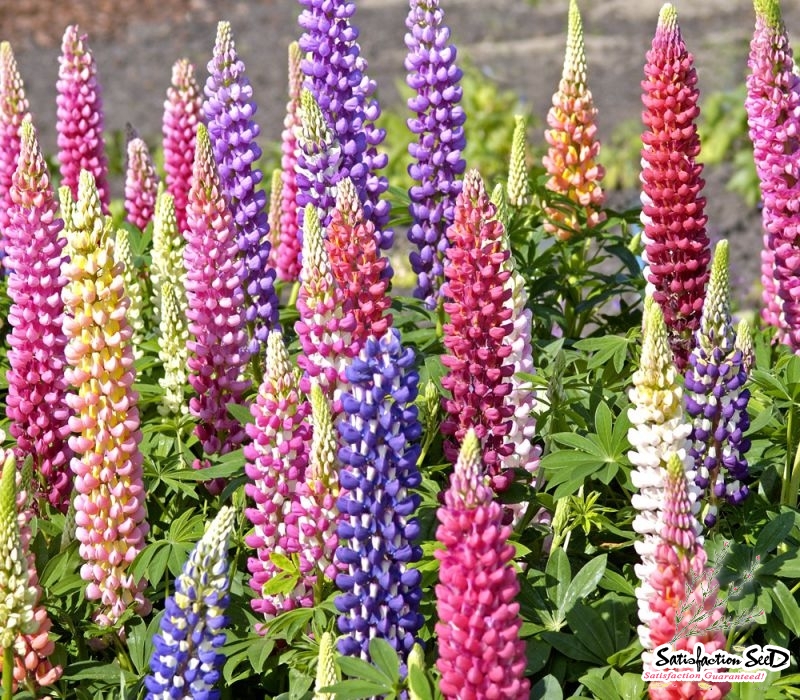russell mix lupine seeds