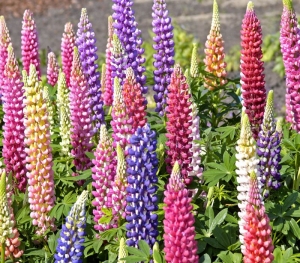 russell mix lupine seeds