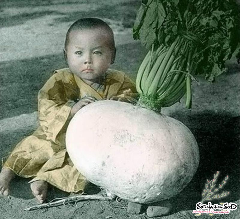 sakurajima giant radish seeds